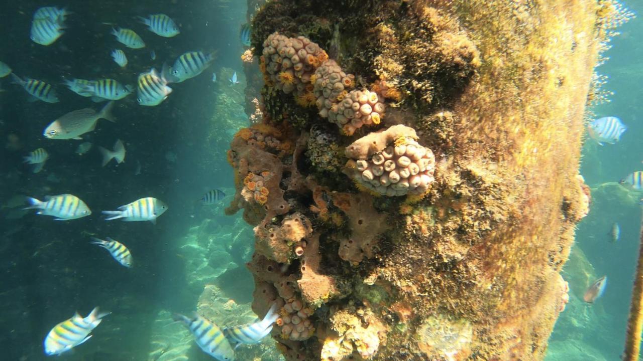 Pousada Convés - Ilha Grande Praia de Araçatiba Exterior foto